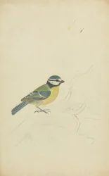 Une Mésange Bleue