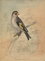 Un chardonneret élégant