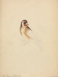 Un chardonneret élégant
