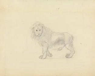 Un lion