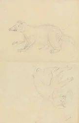 Un mammifère (coatimundi ?) et un primate (ouistiti ?)