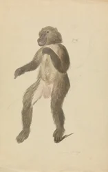 Un mandrill