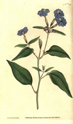 Browallie américaine, illustration botanique de James Sowerby du Botanical Magazine de William Curtis