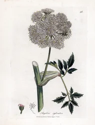 Angélique des bois - Angelica sylvestris. Gravure à la main d