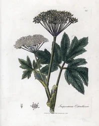 Benjoin ou impératoire - Impératoire commune, Imperatoria ostruthium