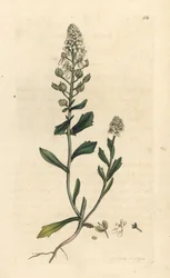 Iberis amère, Iberis amara