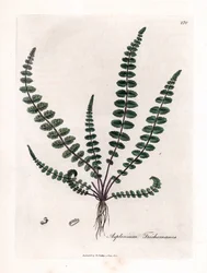 Doradilla noire ou fausse capillaire - Fougère capillaire commune, Asplenium trichomanes