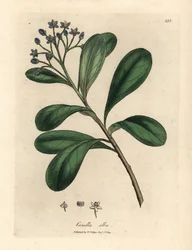 Canella alba, Canella winterana