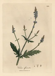 Verveine à fleurs bleues, Verbena officinalis