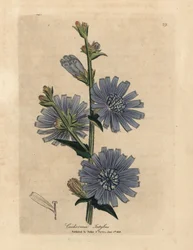 Cichorium intybus