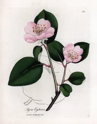 Planche botanique : fleurs et coing, fruit du cognassier (Cydonia oblonga)
