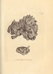 Éponge mie de pain, Halichondria panicea