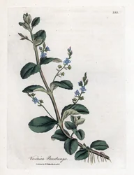 Véronique de ruisseau, Veronica beccabunga