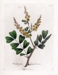 Bois de Campêche - Bois de Campêche, Haematoxylum campechianum. Gravure à la main en couleur d