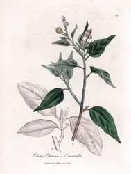 Cascarille officinale ou bois de quinquina doux ou faux - Cascarilla, Croton (Clutia) eluteria