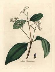 Cannelier, Laurus cinnamomum