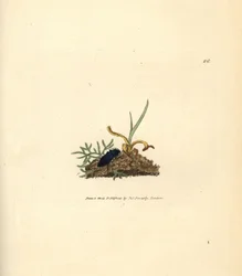 Taupin, Selatosomus aeneus