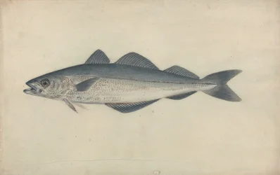 Poisson charbonnier