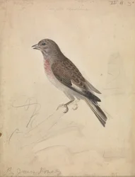 Linotte mélodieuse
