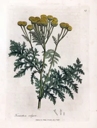 Tanaisie commune - Tanacetum vulgare. Gravure à la main d