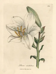 Lys blanc commun, Lilium candidum