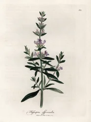 Hysope officinale. Gravure à la main d