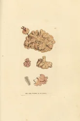 Espèce de coralline