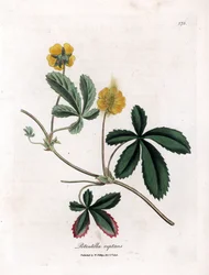 Potentille rampante ou quintefeuille - Potentille commune, Potentilla reptans. Gravure à la main d