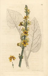Molène sombre, Verbascum nigrum (molène noire). Gravure sur cuivre coloriée à la main d