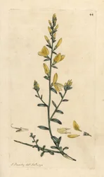 Genêt des teinturiers, Genista tinctoria Gravure à la main d