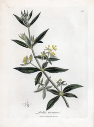 Garance des teinturiers, Rubia tinctorum. Gravure à la main d