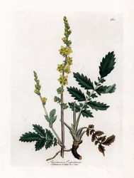 Aigremoine eupatoire, Agrimonia eupatoria. Gravure à la main en couleur d