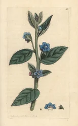 Buglosse toujours verte, Pentaglottis sempervirens