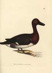 Fuligule nyroca, Aythya nyroca (Anas nyroca, canard à huppe olive). Gravure sur cuivre coloriée à la main de James Sowerby tirée de The British Miscellany, or Coloured figures of new, rare, or little known animal subjects.