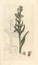 Orchis grenouille, Dactylorhiza viridis. Gravure à la main d
