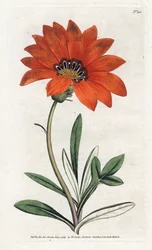 Gazania (gazania) raide