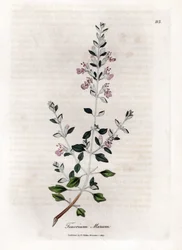 Germandrée des chats - Teucrium marum. Gravure à la main d