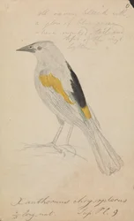 Cacique à ailes dorées