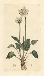 Herbe de Parnasse, Parnassia palustris. Gravure à la main d
