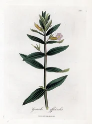 Gratiole officinale - Hysope des haies, Gratiola officinalis. Gravure à la main d