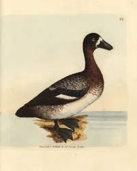 Fuligule milouinan, Aythya marila, femelle (Canard à face blanche, Anas fraenata). Gravure en cuivre colorée à la main par James Sowerby du British Miscellany, ou Figures colorées de sujets animaux nouveaux, rares ou peu connus.