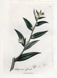 Grémil officinal ou herbe aux perles - Grémil, Lithospermum officinale. Gravure à la main en couleur d