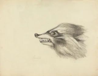 Tête de raton laveur
