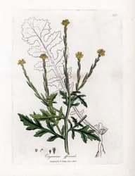 Herbe aux chantres ou herbe des haies - Moutarde des haies, Erysium officinale