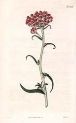Immortelle étoilée, illustration botanique de James Sowerby du Botanical Magazine de Samuel Curtis