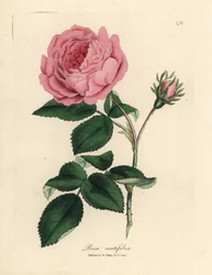 Grande rose cent-feuilles rose, Rosa centifolia