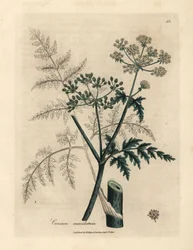 Feuilles et fleurs de ciguë, Conium maculatum