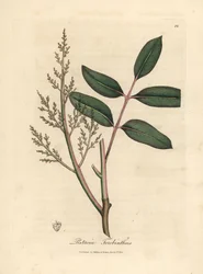 Feuilles et fleurs de l