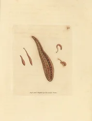 Sangsue, Hirudo circulans