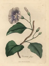 Liseron jalap à fleurs lilas, Colvolvulus jalapa